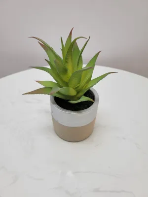 7" Aloe in silver/cement pot - Cacti Collection