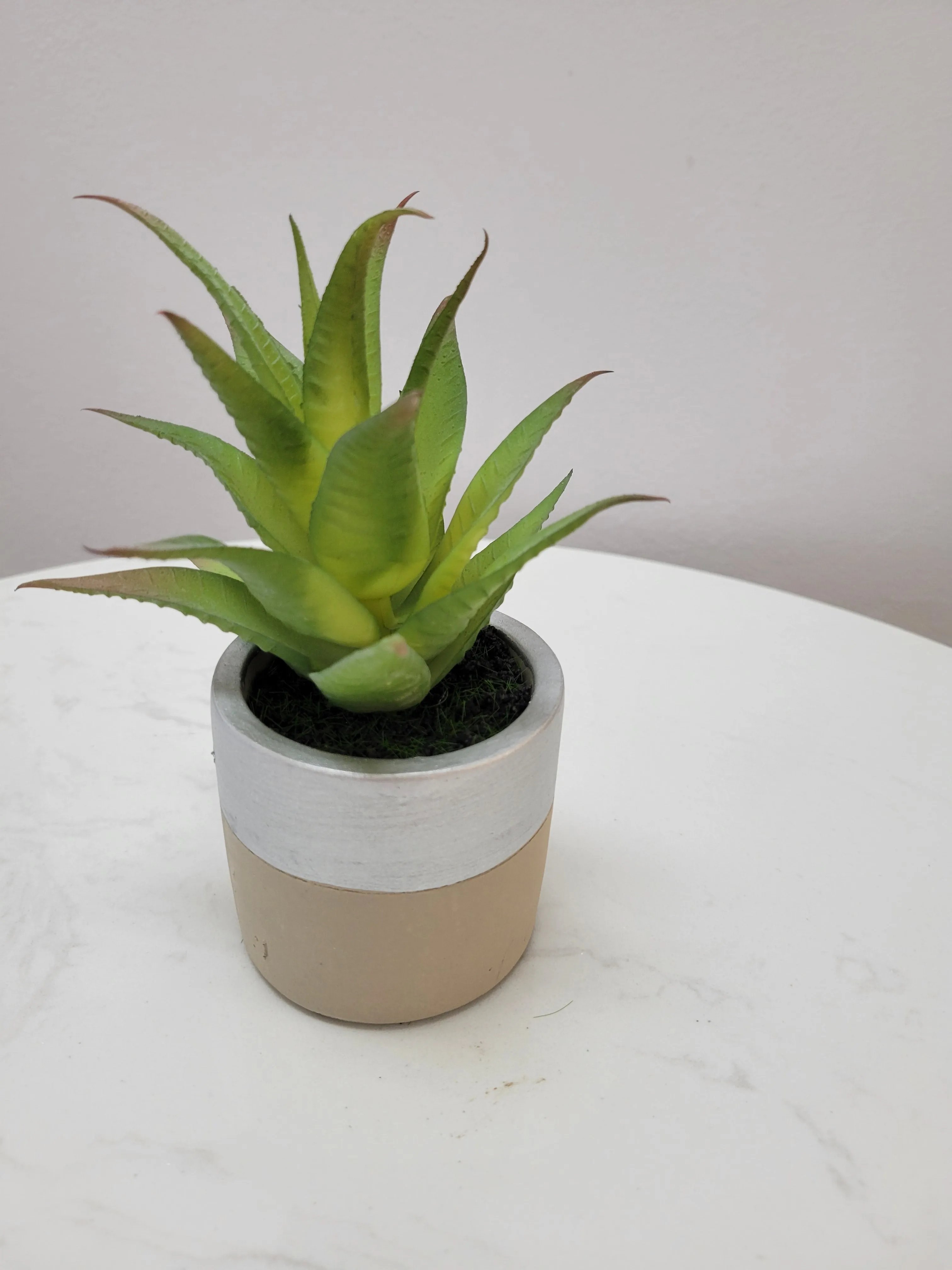 7" Aloe in silver/cement pot - Cacti Collection